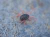 Penthaleus sp.